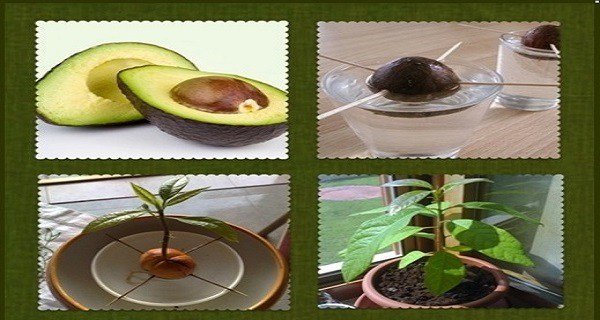 How To Grow Your Own Avocado Tree In Small Garden Pot - Love For 